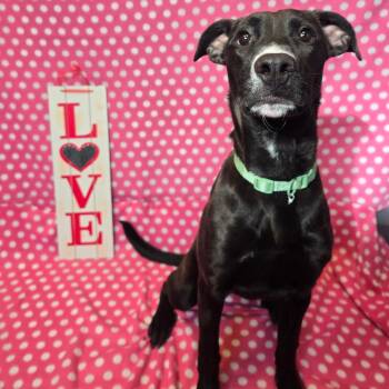 Honey Bunny -  Mixed Breed Dog Available for Adoption in Aldie, Virginia - Honey Bunny | PetCurious