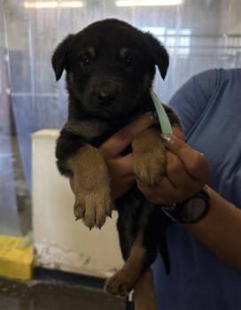 German Shepherd Dog Dogs Available for Adoption in Camarillo, California - CALIFORNIA LOVE | PetCurious