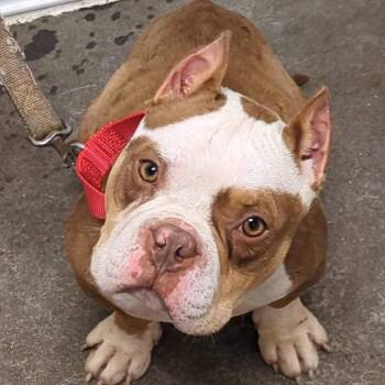 Chubbs -  Mixed Breed Dog for Adoption in Pittsburgh, Pennsylvania - Chubbs | PetCurious
