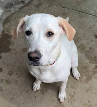 Labrador Retriever and American Bulldog Dogs Available for Adoption - CASSIE | PetCurious