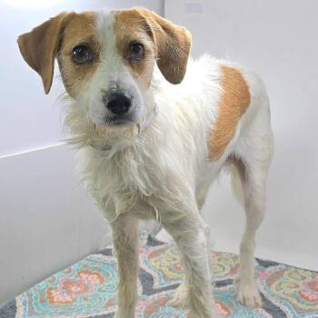 FOSTER NEEDED - Teddy -  Jack Russell Terrier and Mixed Breed Dog for Adoption - FOSTER NEEDED - Teddy | PetCurious