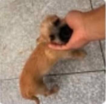 Pug Dogs Available for Adoption in Zimmerman, Minnesota - Woof | PetCurious