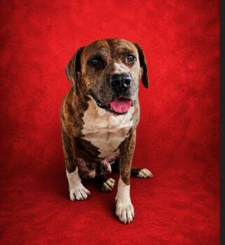 Terrier and Pit Bull Terrier Dogs Available for Adoption in Wauchula, Florida - Bite Dog | PetCurious