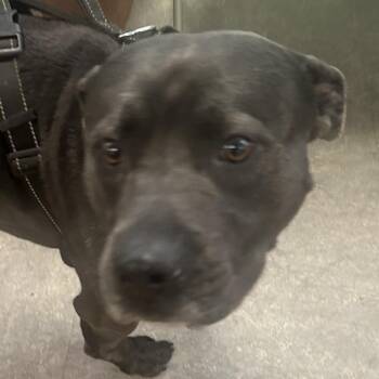 Kobe -  Mixed Breed Dog for Adoption in Philadelphia, Pennsylvania - Kobe | PetCurious