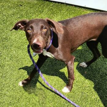 Mama Pup: Dove -  Whippet and Mixed Breed Dog for Adoption in Falls Church, Virginia - Mama Pup: Dove | PetCurious