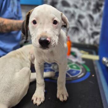 Hound Dogs Available for Adoption in Wahiawa, Hawaii - Ophiuchus | PetCurious