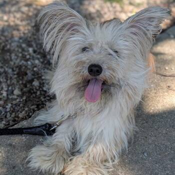 Barbara June -  Mixed Breed Dog for Adoption in West Olive, Michigan - Barbara June | PetCurious