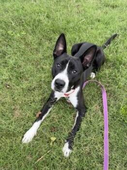 Willy -  Mixed Breed Dog for Adoption in Kansas City, Missouri - Willy | PetCurious