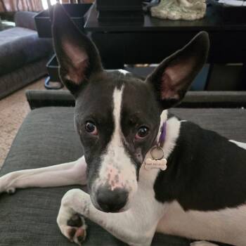 Rescue Mixed Breed Dogs for Adoption in Mentor, Ohio - Charley | PetCurious