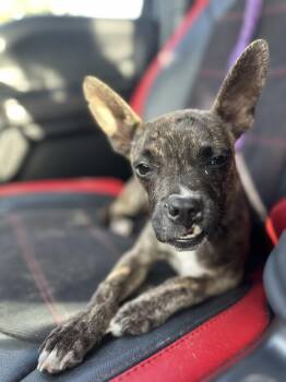 Blebby -  Mixed Breed Dog for Adoption in New Port Richey, Florida - Blebby | PetCurious