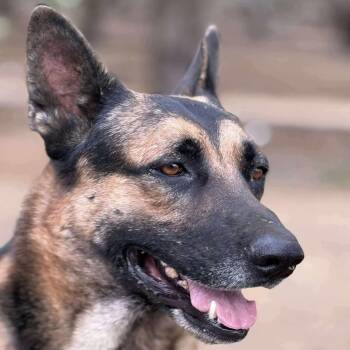 Rescue German Shepherd Dog Dogs for Adoption in Bakersfield, California - CLARK | PetCurious