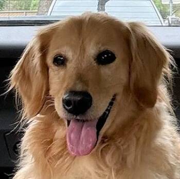 Golden Retriever Dogs Available for Adoption in Los Angeles, California - Parker Rose | PetCurious