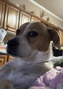 Archie -  Hound Dog for Adoption in Media, Pennsylvania - Archie | PetCurious