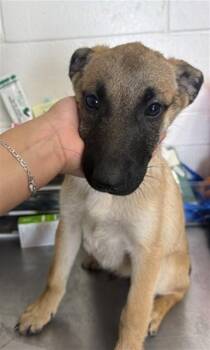 TURNER -  German Shepherd Dog Dog for Adoption in San Bernardino, California - TURNER | PetCurious