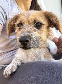 Dachshund and Cattle Dog Dogs Available for Adoption in Gainesville, Virginia - Bruno | PetCurious