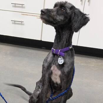 Lucy -  Poodle and Mixed Breed Dog for Adoption in Normal, Illinois - Lucy | PetCurious