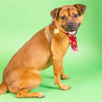 Beagle and Mixed Breed Dogs Available for Adoption - JUNO | PetCurious