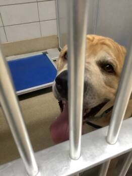 Rescue Dogue De Bordeaux and Great Pyrenees Dogs for Adoption in Fort Worth, Texas - Maxwell | PetCurious
