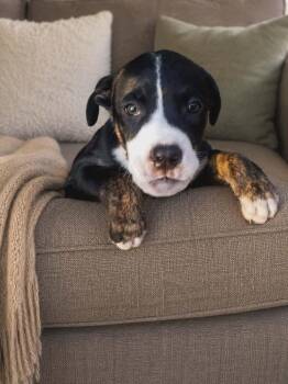 Bo Jangles -  Mixed Breed Dog for Adoption in Wantagh, New York - Bo Jangles | PetCurious