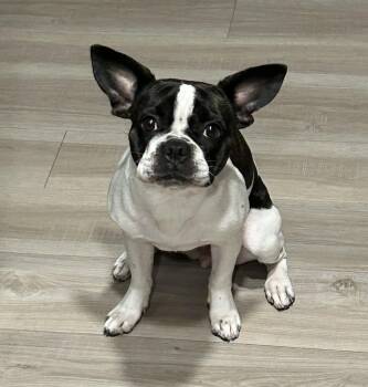 Boston Terrier Dogs Available for Adoption in Portland, Oregon - Lollipop - Phoenix AZ Area | PetCurious