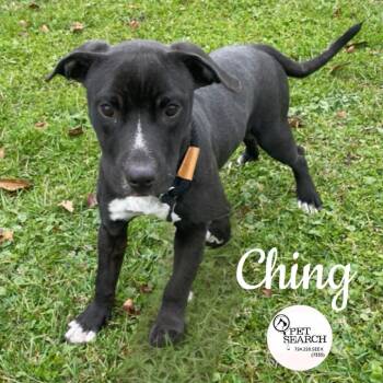 Rescue Labrador Retriever and Terrier Dogs for Adoption in Washington, Pennsylvania - Ching | PetCurious