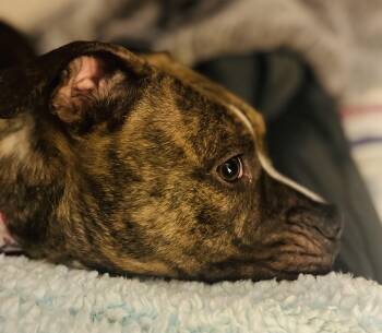 American Staffordshire Terrier Dogs Available for Adoption - Luna | PetCurious