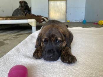 Bullmastiff and German Shepherd Dog Dogs Available for Adoption in Port Alberni, British Columbia - Hank | PetCurious