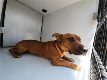 Staffordshire Bull Terrier and Dachshund Dogs Available for Adoption in Houston, Texas - A657023 | PetCurious