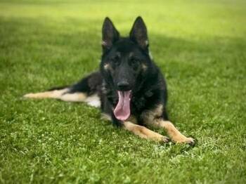 Raven -  German Shepherd Dog Dog for Adoption in Dunkirk, New York - Raven | PetCurious