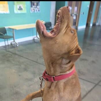 Traveling Man -  Mixed Breed Dog for Adoption in Pittsburgh, Pennsylvania - Traveling Man | PetCurious