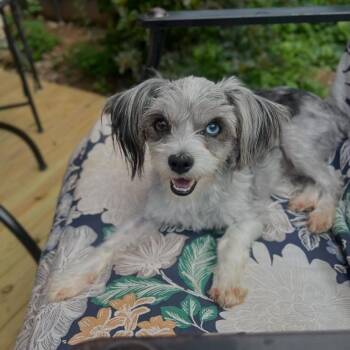 Nugget -  Australian Shepherd and Yorkshire Terrier Dog for Adoption in Philadelphia, Pennsylvania - Nugget | PetCurious