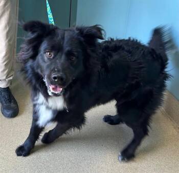 Mixed Breed Dogs Available for Adoption - BOYD | PetCurious