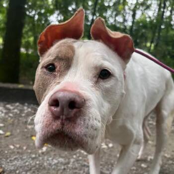 Zoey -  Pit Bull Terrier Dog for Adoption in Mt. Juliet, Tennessee - Zoey | PetCurious