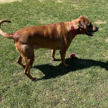 Labrador Retriever Dogs Available for Adoption in Elkton, Michigan - Big Red | PetCurious