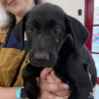 Derek -  Labrador Retriever Dog for Adoption in Washington, District Of Columbia - Derek | PetCurious