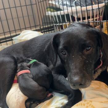 Rescue Black Labrador Retriever Dogs for Adoption in Pawling, New York - Sophie | PetCurious