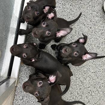 Violet -  Mixed Breed Dog for Adoption in Walker, Michigan - Violet | PetCurious