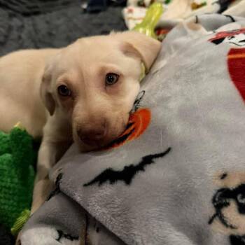 Yellow Labrador Retriever Dogs Available for Adoption - Scarlet Sizzle | PetCurious