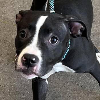 108364 -  Mixed Breed Dog for Adoption in Las Cruces, New Mexico - 108364 | PetCurious