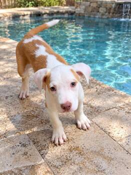 Winnie -  American Bulldog Dog for Adoption in Lutz, Florida - Winnie | PetCurious