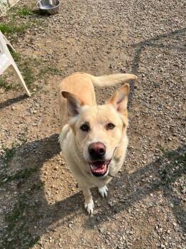 Maynard -  Golden Retriever and Husky Dog for Adoption in Virginia, Minnesota - Maynard | PetCurious