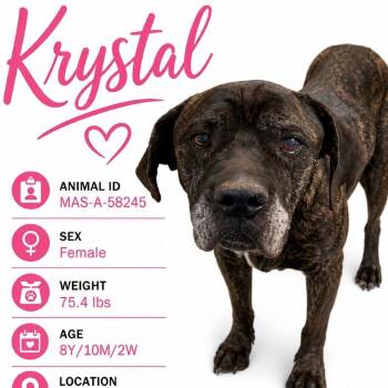 Krystal -  Mixed Breed Dog for Adoption in Memphis, Tennessee - Krystal | PetCurious