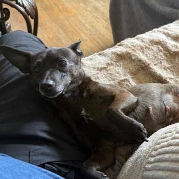 Chihuahua and Dachshund Dogs Available for Adoption - Chippy | PetCurious