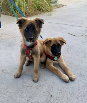 Monica -  Leonberger and German Shepherd Dog Dog for Adoption in Denver, Colorado - Monica | PetCurious