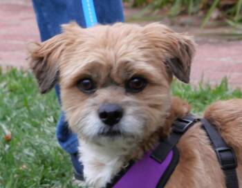Rescue Lhasa Apso and Mixed Breed Dogs for Adoption in Ellicott City, Maryland - Maxie | PetCurious