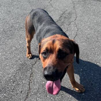 Oatmeal Cookie -  Mixed Breed Dog for Adoption in Winston-salem, North Carolina - Oatmeal Cookie | PetCurious
