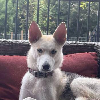 Rescue Husky and German Shepherd Dog Dogs for Adoption in Warren, Rhode Island - Nadiya | PetCurious