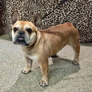 French Bulldog Dogs Available for Adoption in Eureka, California - Pippa | PetCurious