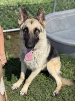 Maggie -  German Shepherd Dog Dog for Adoption in Morton Grove, Illinois - Maggie | PetCurious