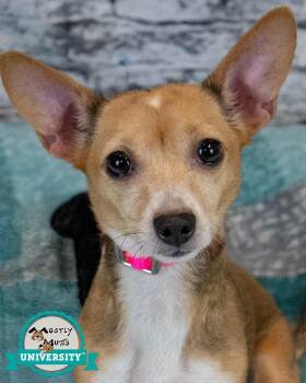 Carla -  Chihuahua and Jack Russell Terrier Dog for Adoption in Kennesaw, Georgia - Carla | PetCurious